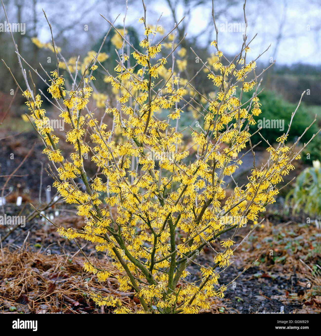 Hamamelis Intermedia Arnold Promise Stock Photos Hamamelis Intermedia 